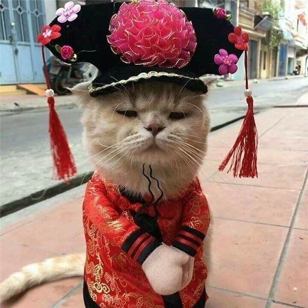 The kitty likes wearing something more stylish after he leaves the market