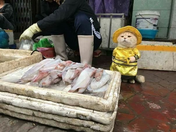 This adorable kitty has become the most famous fish vendor in a local Vietnamese market