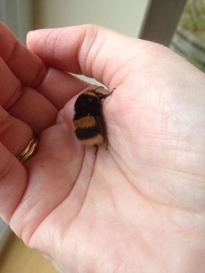 The bond between Fiona and the bumblebee proves that humans can form connections with insects too