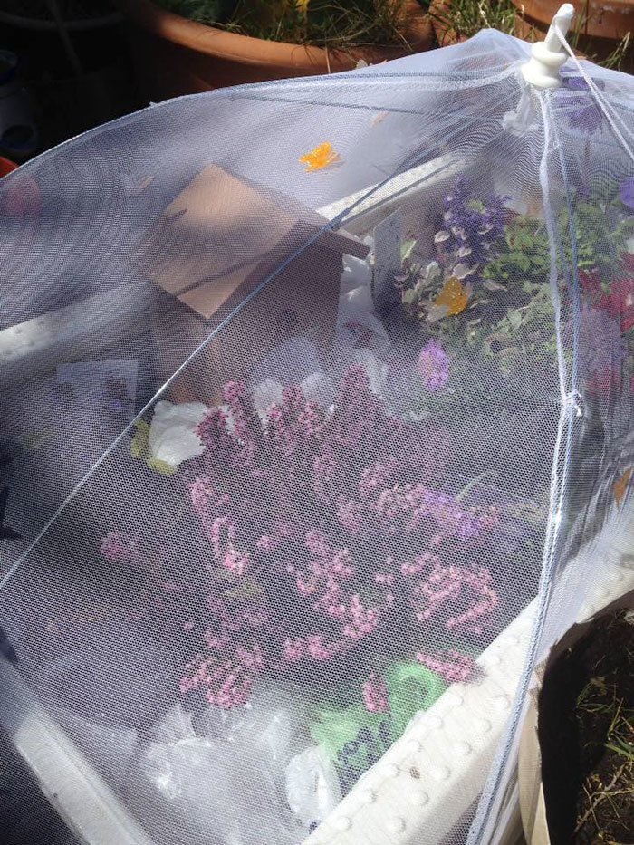 The woman made a beautiful enclosed mini garden for Bee