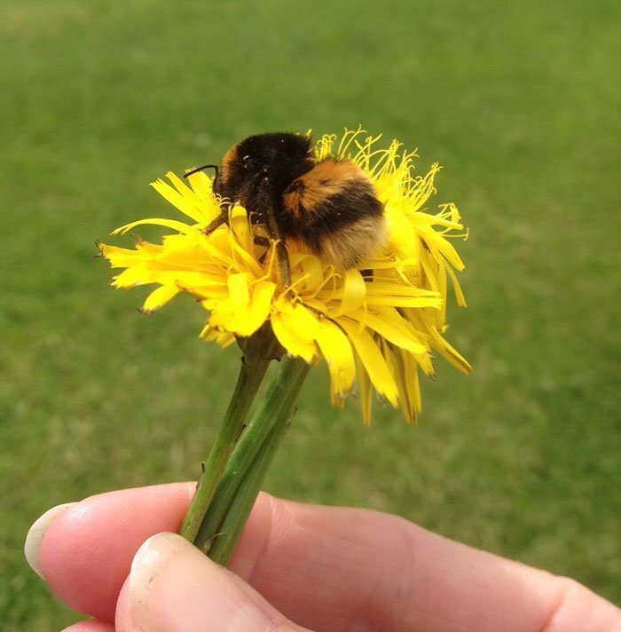 The earth bumblebees have an average lifespan of only 18 weeks but this bumblebee managed to surpass it and live much longer
