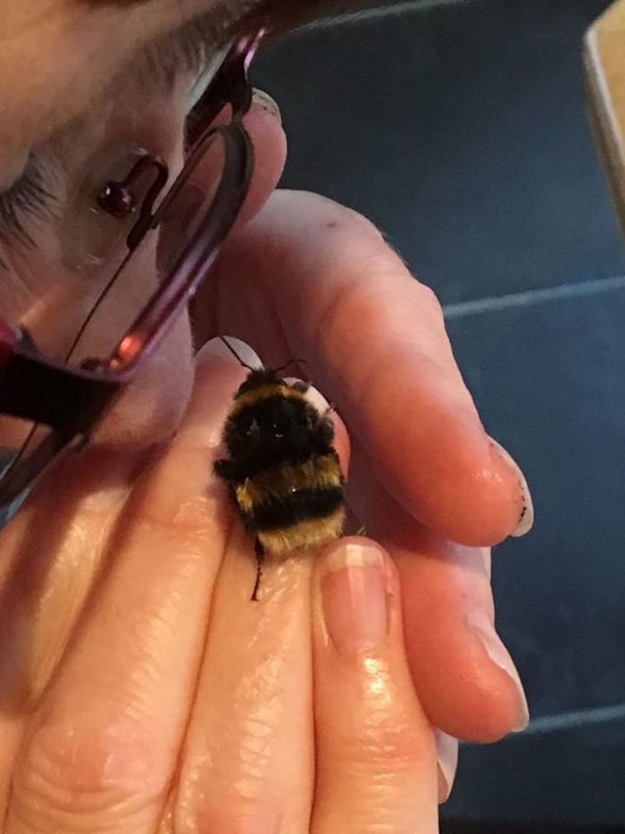 The bumblebee loved to be held in Fiona’s hands