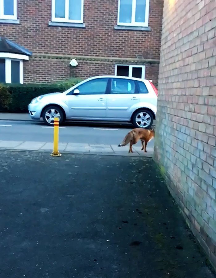 What would you do if you met a cute fox on the street?