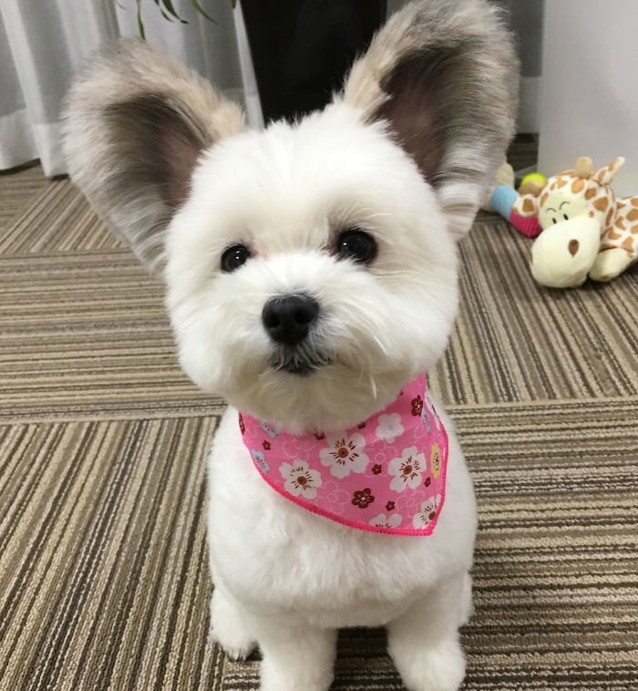 The Internet Is Obsessed With This Puppy With Mickey Mouse Ears, And Her Photos Will Make Your Day