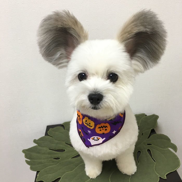 The Internet Is Obsessed With This Puppy With Mickey Mouse Ears, And Her Photos Will Make Your Day