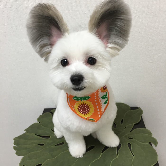 The Internet Is Obsessed With This Puppy With Mickey Mouse Ears, And Her Photos Will Make Your Day