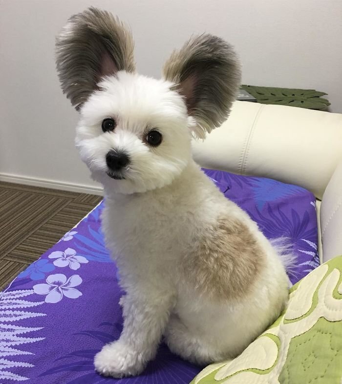 The Internet Is Obsessed With This Puppy With Mickey Mouse Ears, And Her Photos Will Make Your Day