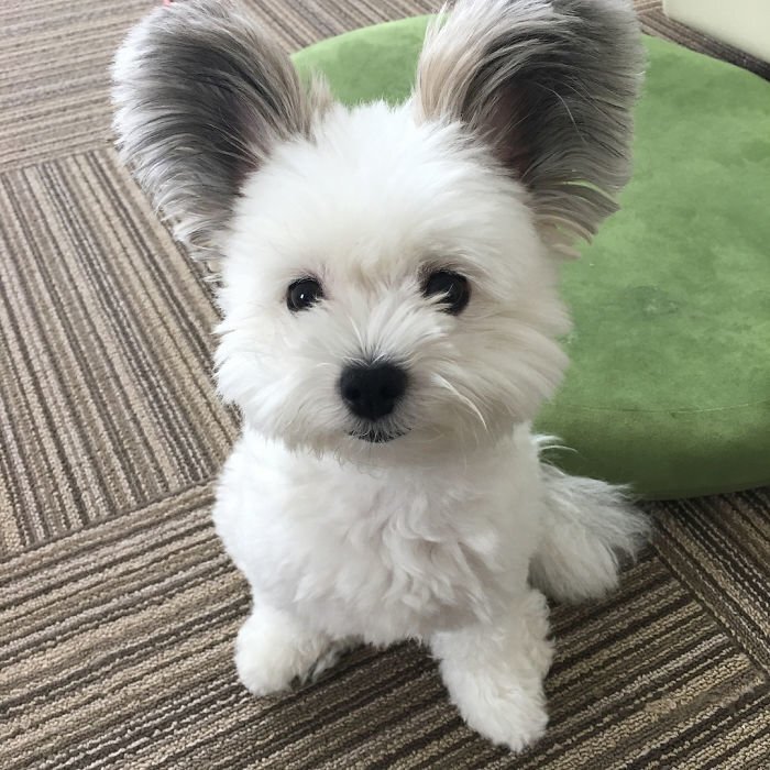 The Internet Is Obsessed With This Puppy With Mickey Mouse Ears, And Her Photos Will Make Your Day