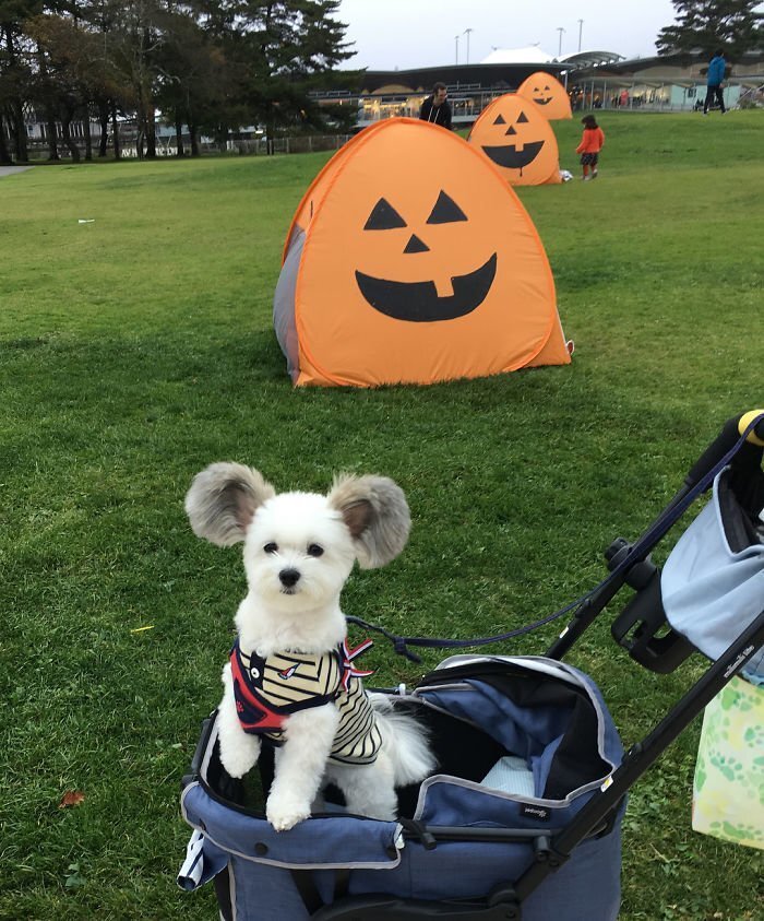 The Internet Is Obsessed With This Puppy With Mickey Mouse Ears, And Her Photos Will Make Your Day