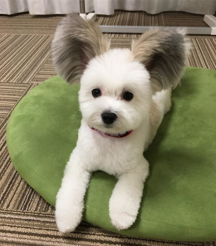 The Internet Is Obsessed With This Puppy With Mickey Mouse Ears, And Her Photos Will Make Your Day