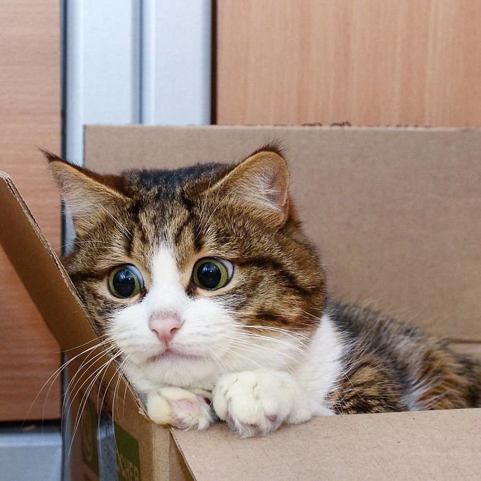 This Cat Is Taking Over The Internet With His Hilarious Facial Expressions Despite His Problem