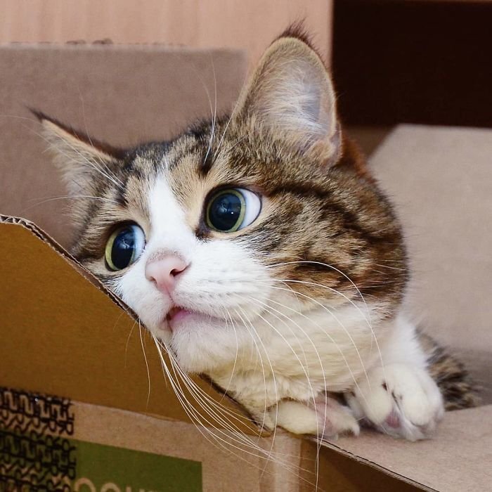 This Cat Is Taking Over The Internet With His Hilarious Facial Expressions Despite His Problem This Cat Is Taking Over The Internet With His Hilarious Facial Expressions Despite His Problem