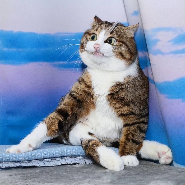This Cat Is Taking Over The Internet With His Hilarious Facial Expressions Despite His Problem