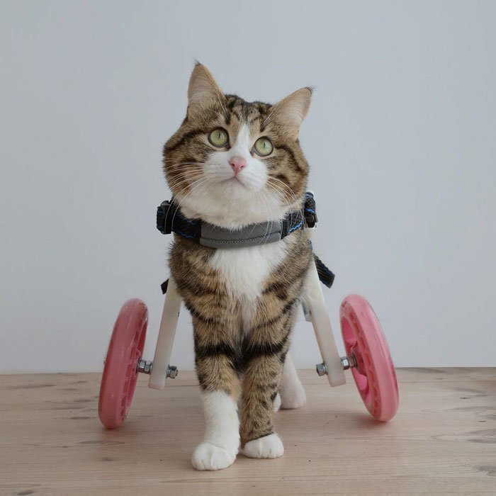 Rexie is handicapped but it by no means stops him from being awesome!