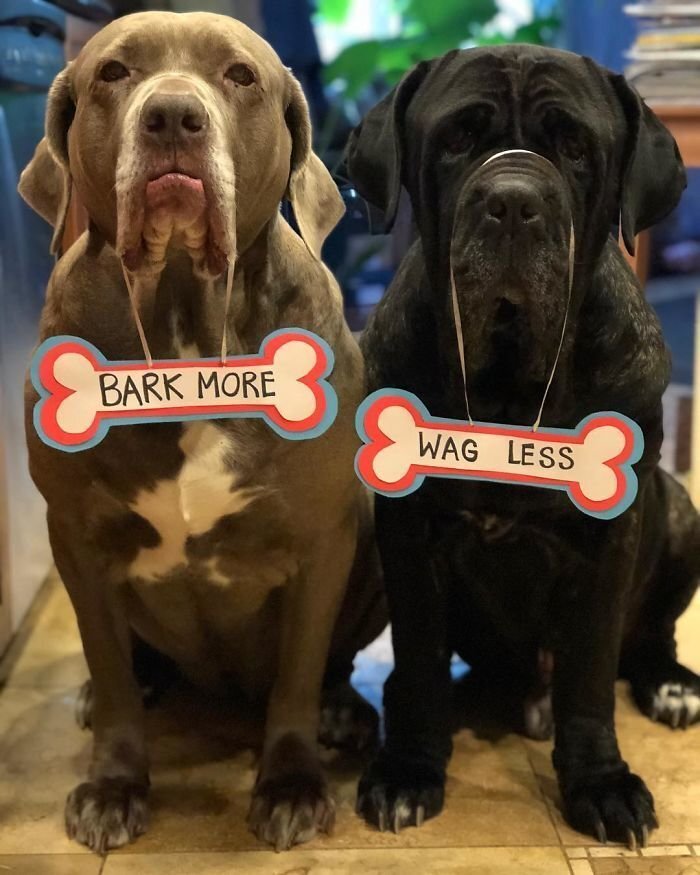 These Two Mastiffs Are The Cheesiest Couple, And We Can’t Get Enough Of Their One-Liners