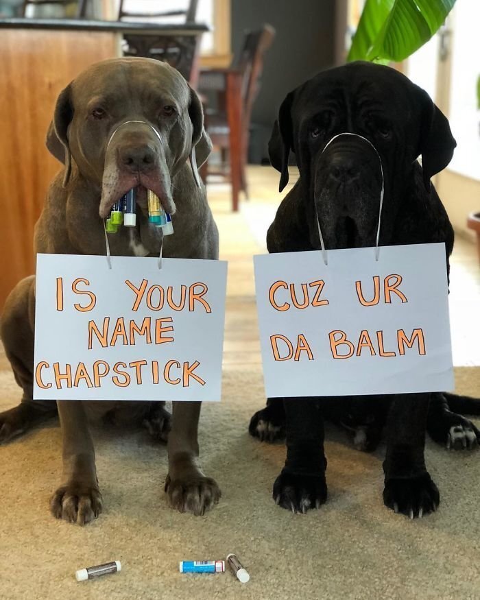 These Two Mastiffs Are The Cheesiest Couple, And We Can’t Get Enough Of Their One-Liners