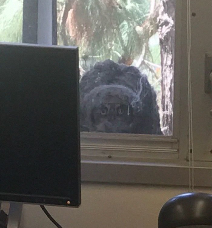 The Internet Can’t Stop Laughing At These Owls Who Were Born Outside Of Office Window