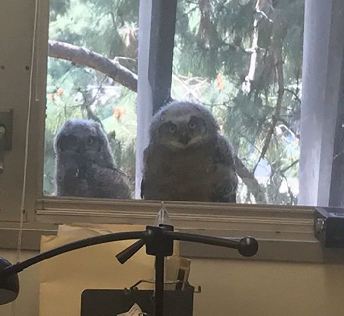 The Internet Can’t Stop Laughing At These Owls Who Were Born Outside Of Office Window