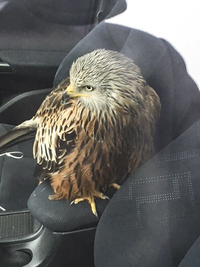 Man Rescued Injured Bird, And Now He Probably Wishes He Hadn’t