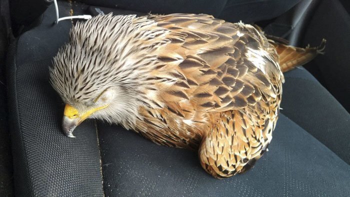 A kind-hearted journalist Matt Graveling rescued an unconscious bird he saw on the side of the road