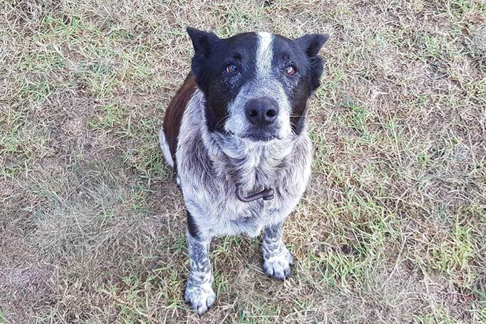 Meet Max, a 17-year-old deaf and half-blind dog from Queensland, Australia who became a true hero last weekend