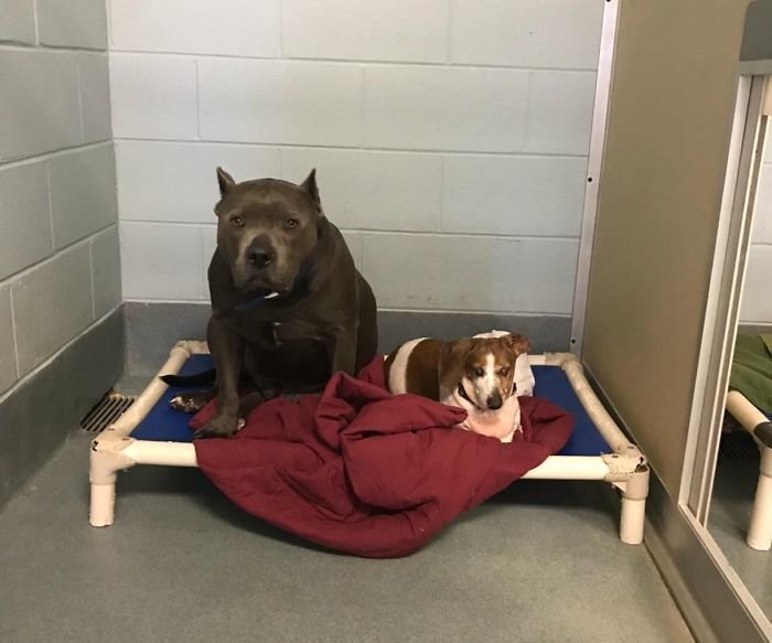 This pair share a special bond – a blind OJ completely rely on Blue Dozer and follows him wherever the pit bull goes
