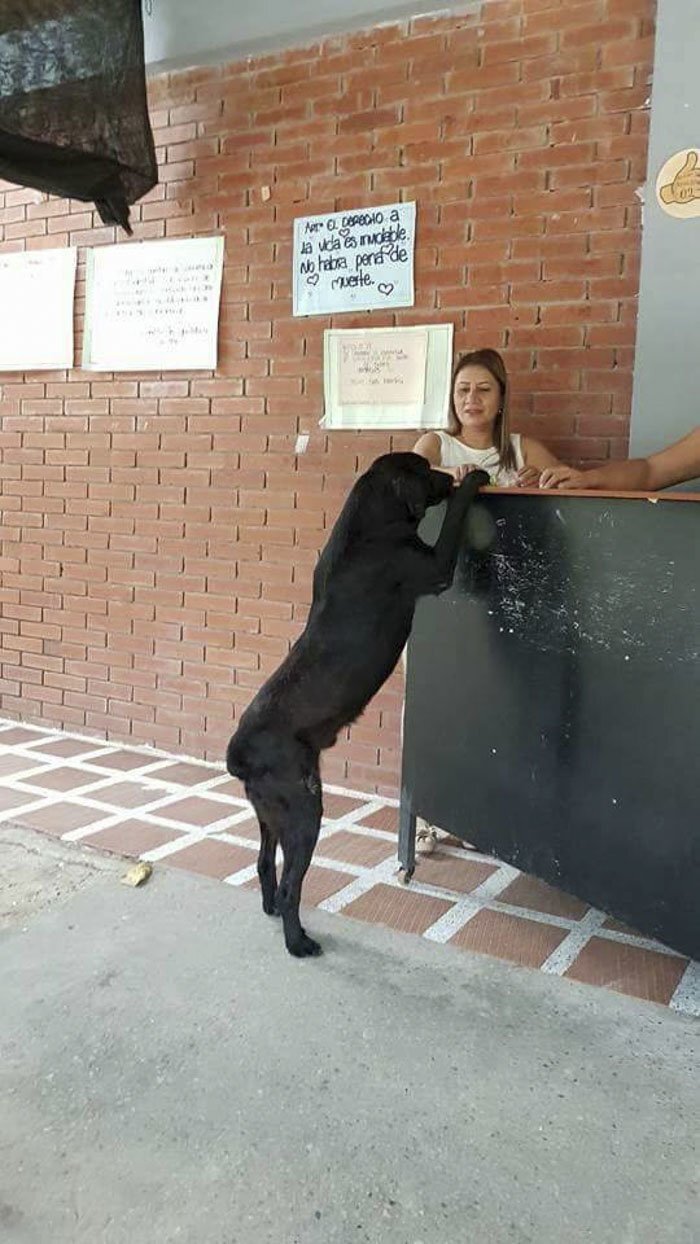 The canine offered ‘take it or leaf it’ deal for the store’s attendant