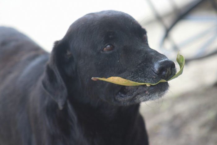 After seeing students giving something in exchange for cookies, he came up to the school’s store with a leaf in his mouth
