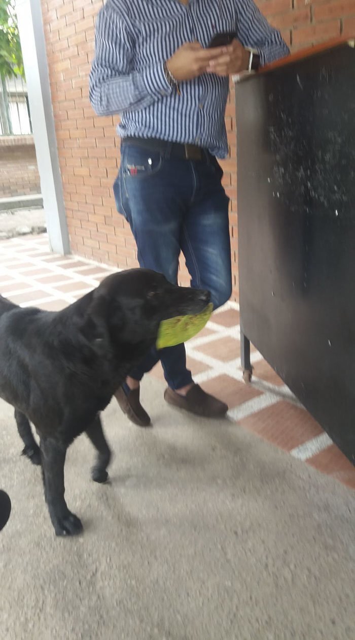 The dog was adopted by the school staff and freely roams around the school’s yard