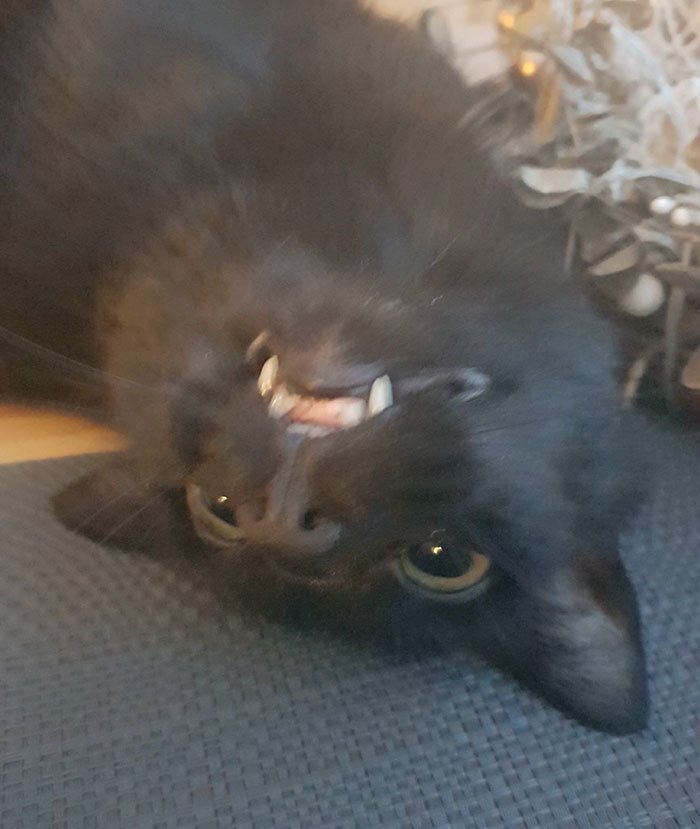 “…, [but the vet] couldn’t find anything wrong with him. He’s living a normal kitty life and is a happy derp”