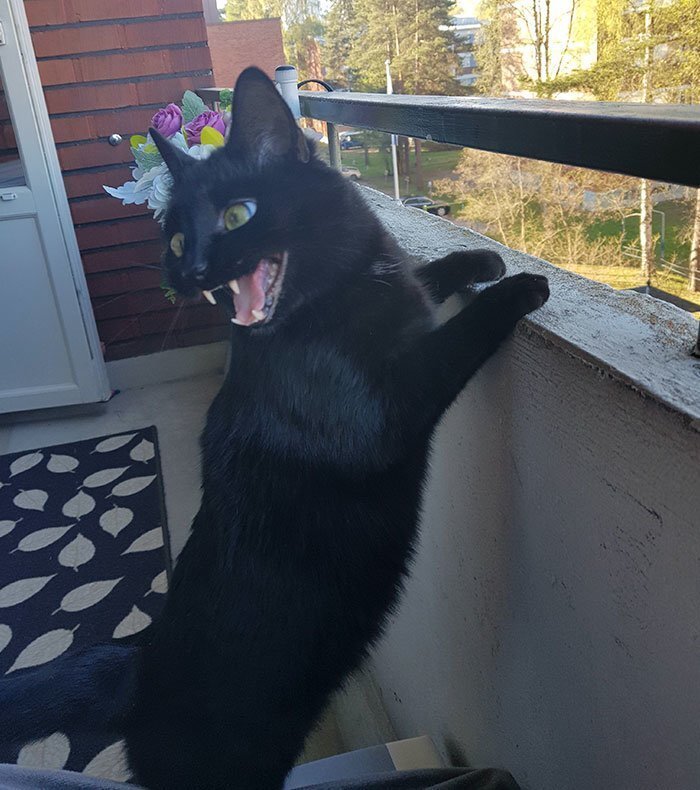 People Are Laughing At The Way This Cat Reacts To Being Allowed On The Balcony For The First Time