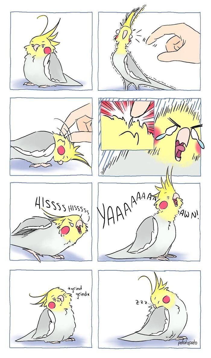 Artist Draws Comics About Her Pet Bird And They’re Too Positive