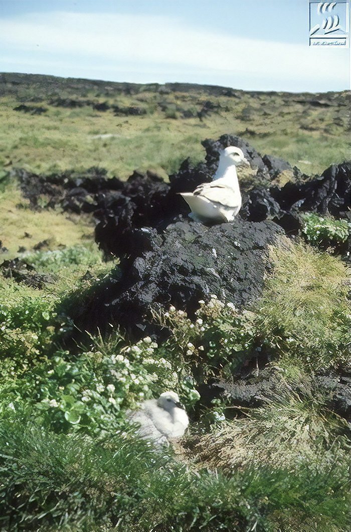 Fulmar and guillemot were the first species to inhabit the island