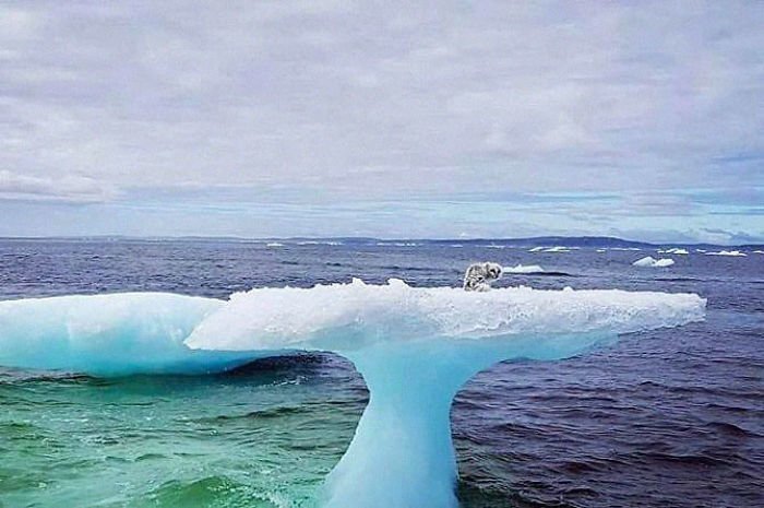 A mushroom-shaped iceberg had an unwitting passenger stranded atop it