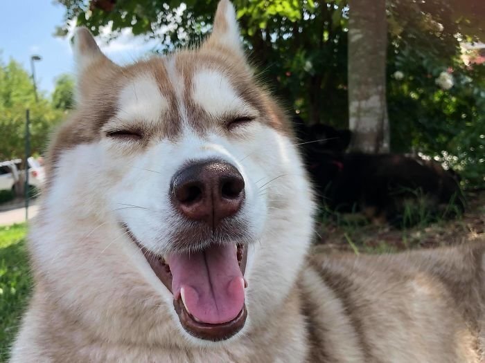 Meet Banner, the 3-year-old Husky with a heart of gold