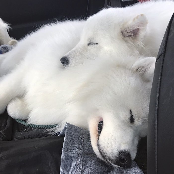Owner Of 4 Samoyed Dogs And Mother Of Two Toddlers Shares Beautiful Family Photos
