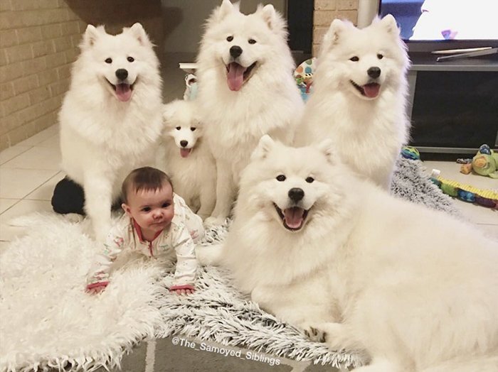 Owner Of 4 Samoyed Dogs And Mother Of Two Toddlers Shares Beautiful Family Photos