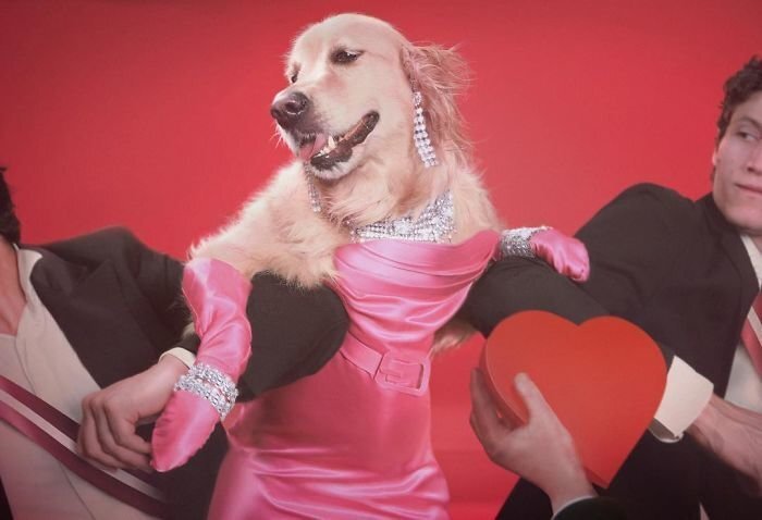 This Dog Recreated Madonna’s Iconic Photos, And The Attention To Detail Is Unbelievable