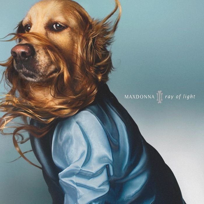 This Dog Recreated Madonna’s Iconic Photos, And The Attention To Detail Is Unbelievable