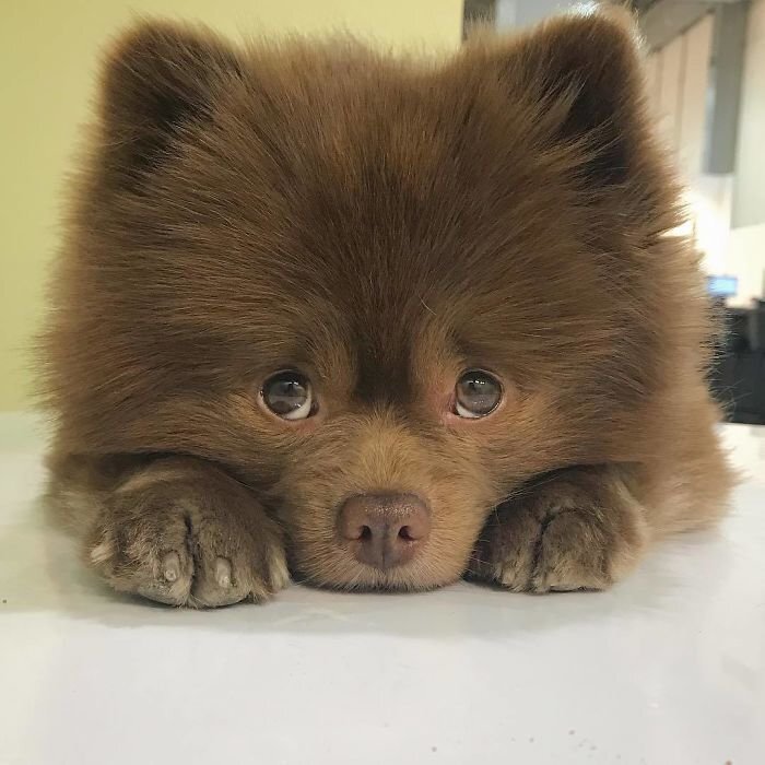When Bertram The Pomeranian was only 5 months old, a dog breeder abandoned him