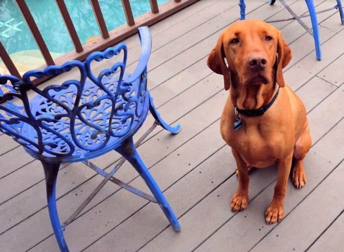 This is Murray, a 6-year-old Vizsla dog