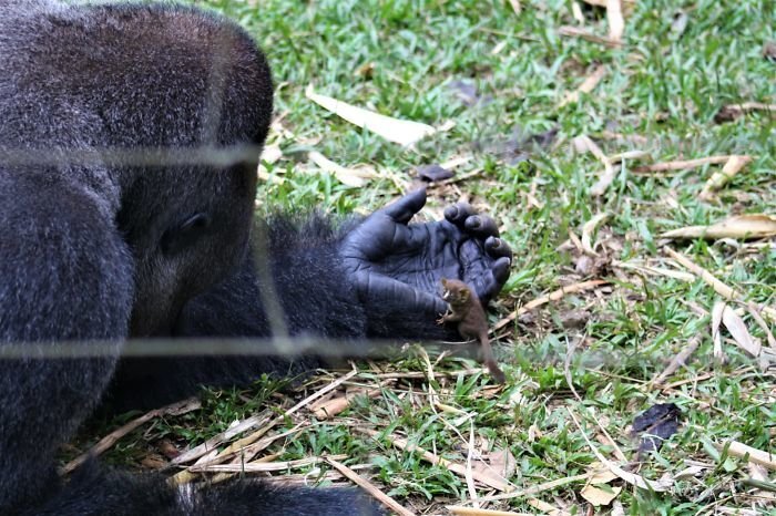 “On his morning checks, our gorilla caregiver discovered Bobo cradling a young, wild bush baby”