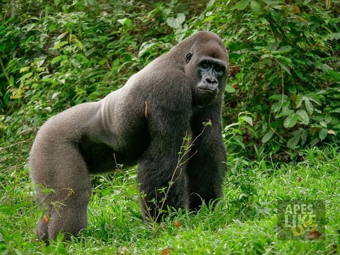 This is Bobo, a 24-year-old Western Lowland Gorilla that was rescued by Ape Action Africa in 1996