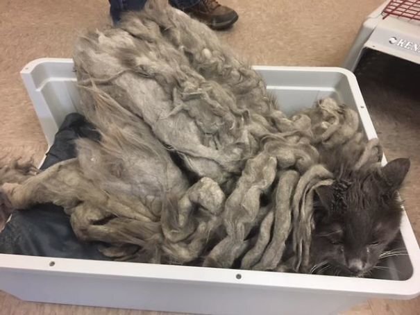 The cat was a prisoner of its own fur, barely able to move under the tangled, matted layers