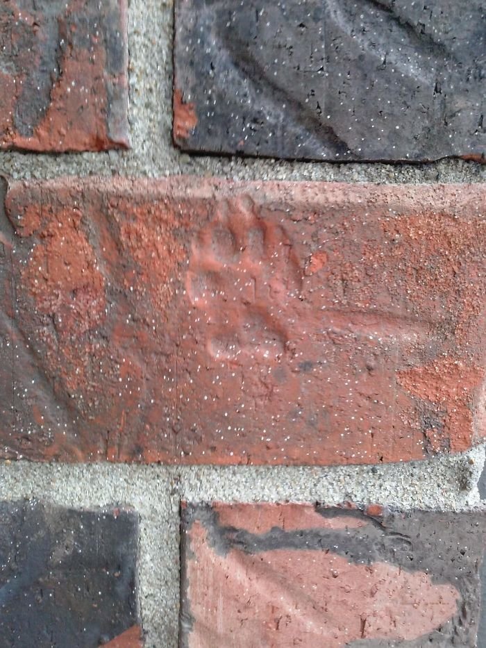 #7 Found A Paw Print On A Brick Wall