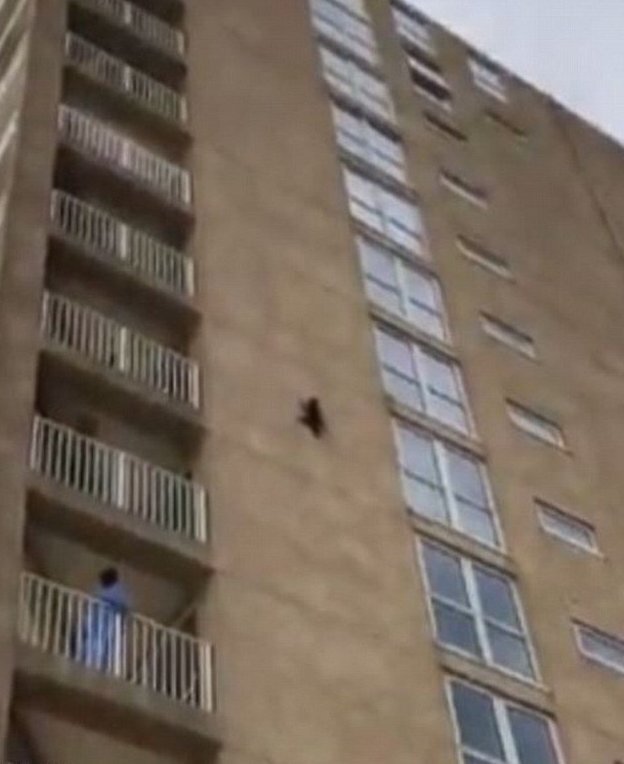 A brave raccoon in Ocean City, New Jersey, was seen scaling a building