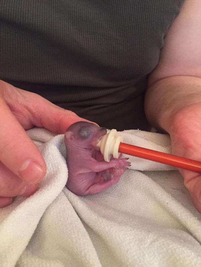 Only one of the baby squirrels survived, but even her future was predicted to be grim