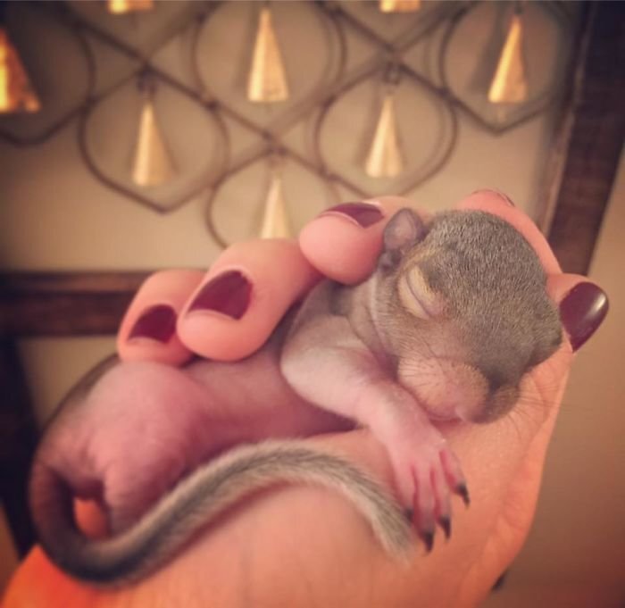 Fortunately, Thumbelina – a now two-year-old Eastern grey squirrel – has been given a new chance at life when Christina and Michael decided to adopt her