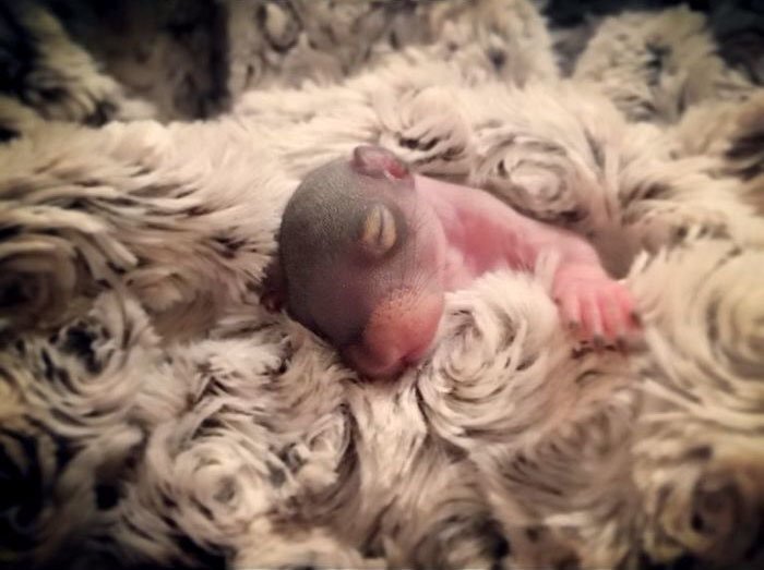 Man Finds Baby Squirrel On His Bed, And It Grows Up To Be The Most Adorable Pet