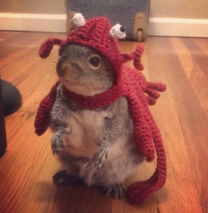 Man Finds Baby Squirrel On His Bed, And It Grows Up To Be The Most Adorable Pet